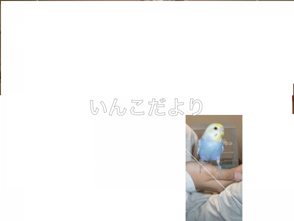 迷い鳥の写真