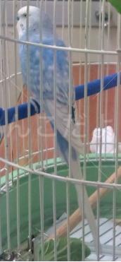 保護鳥の写真