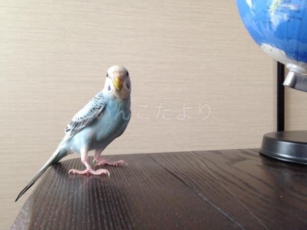 迷い鳥の写真
