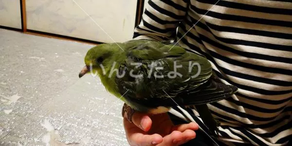 保護鳥の写真
