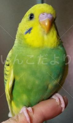 迷い鳥の写真