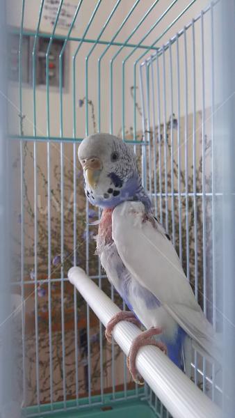 保護鳥の写真
