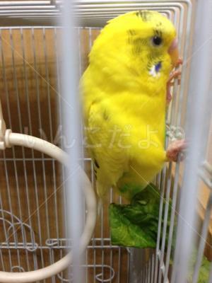 保護鳥の写真