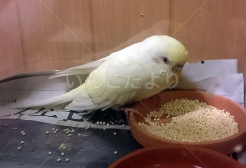 保護鳥の写真