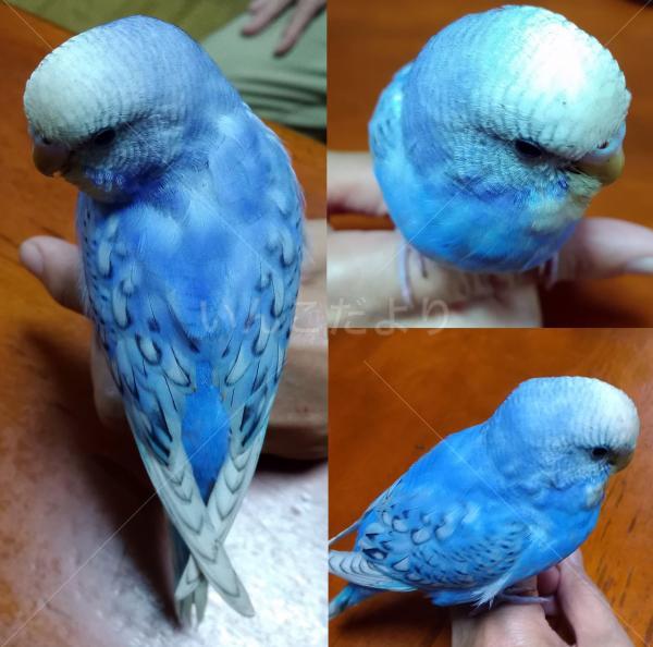 保護鳥の写真