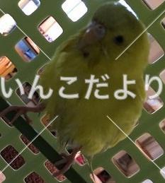 保護鳥の写真