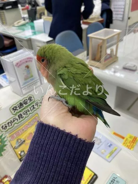 保護鳥の写真