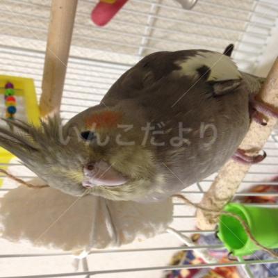 迷い鳥の写真