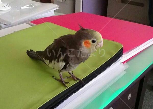 迷い鳥の写真