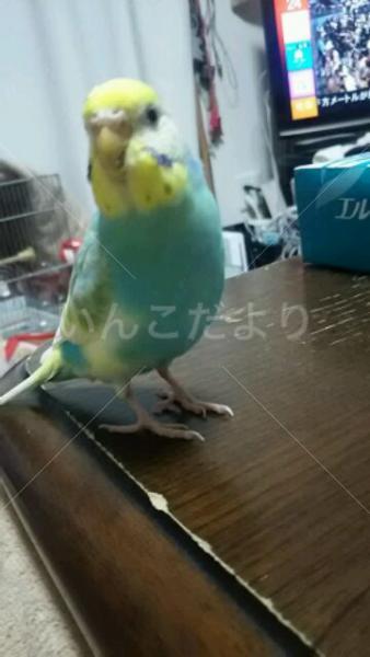 迷い鳥の写真