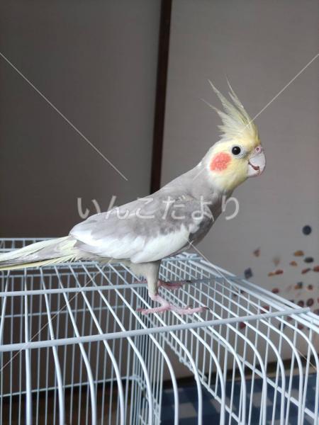 迷い鳥の写真