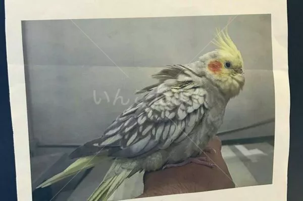 保護鳥の写真