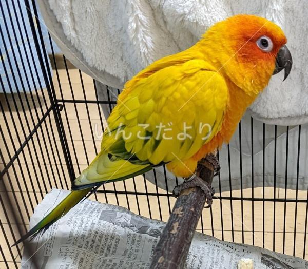 迷い鳥の写真