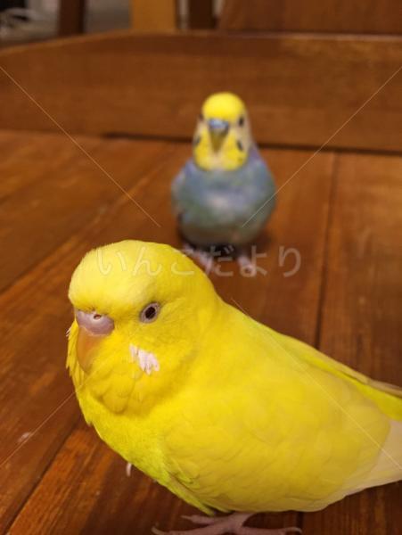 迷い鳥の写真