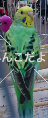 迷い鳥の写真
