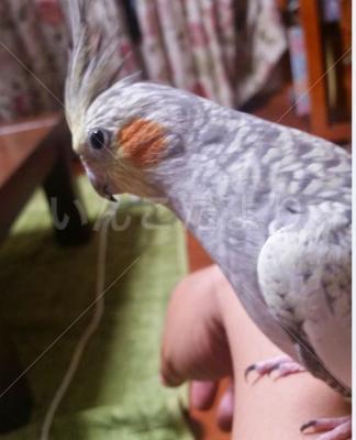 迷い鳥の写真