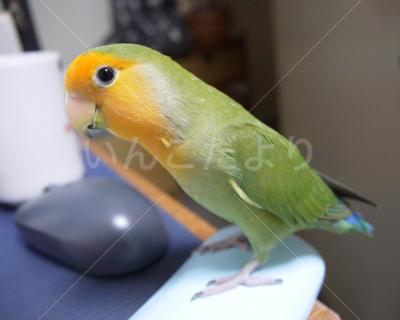 迷い鳥の写真