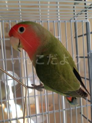 保護鳥の写真