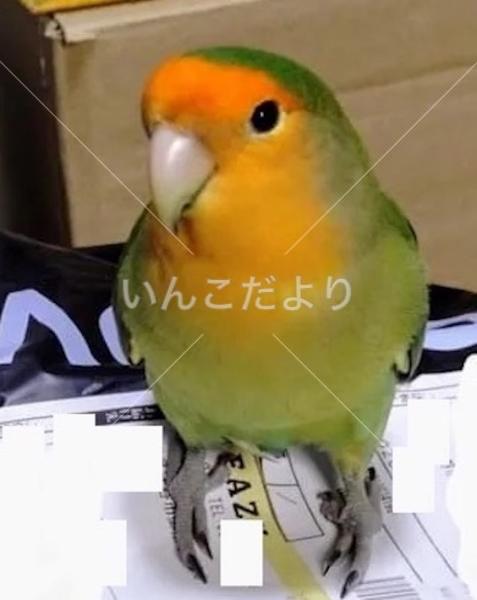 迷い鳥の写真