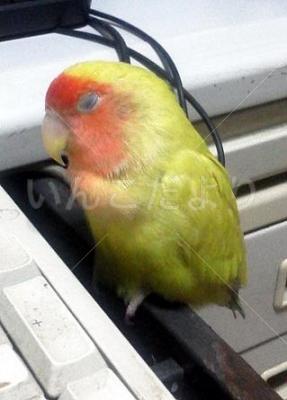 迷い鳥の写真