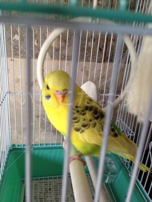 保護鳥の写真