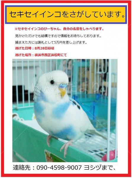迷い鳥の写真