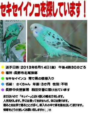 迷い鳥の写真
