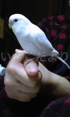 迷い鳥の写真