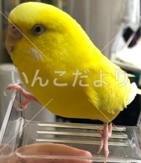迷い鳥の写真
