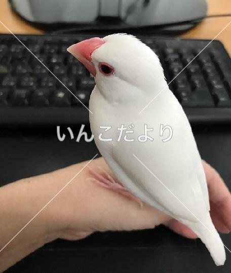 迷い鳥の写真