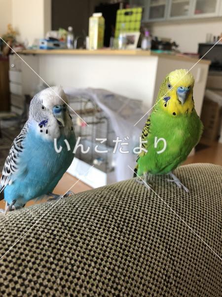 迷い鳥の写真