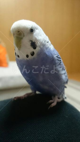 迷い鳥の写真