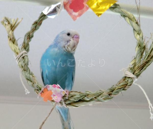 迷い鳥の写真