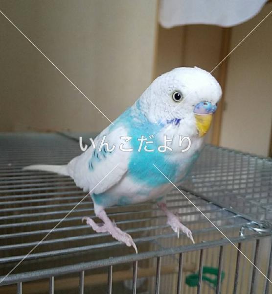 迷い鳥の写真