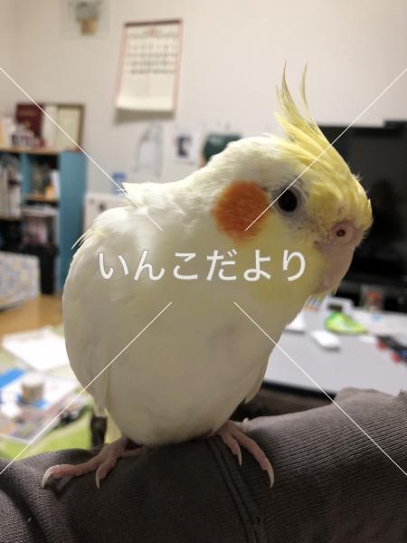 迷い鳥の写真
