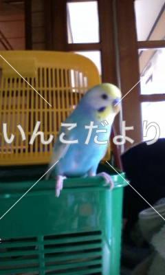 迷い鳥の写真