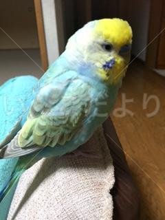 迷い鳥の写真