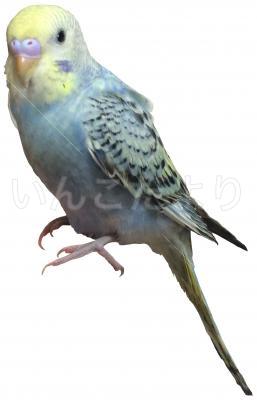保護鳥の写真