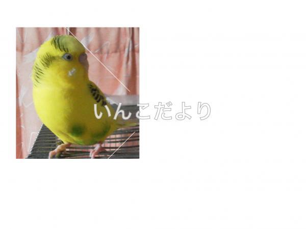迷い鳥の写真