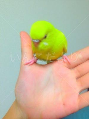 迷い鳥の写真