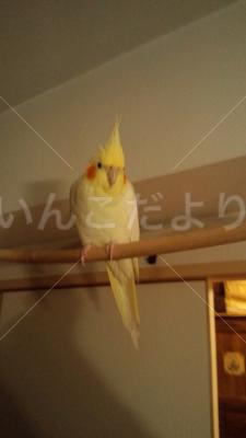 迷い鳥の写真