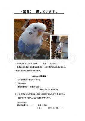 迷い鳥の写真