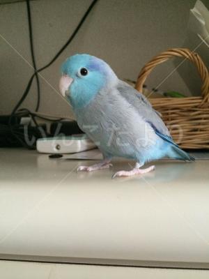 迷い鳥の写真