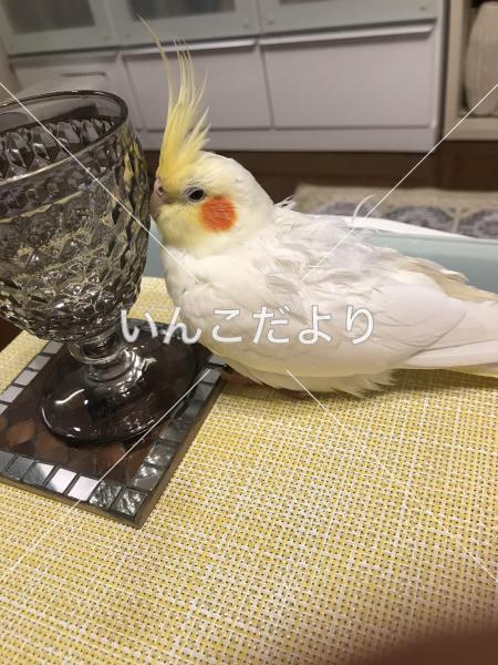 迷い鳥の写真