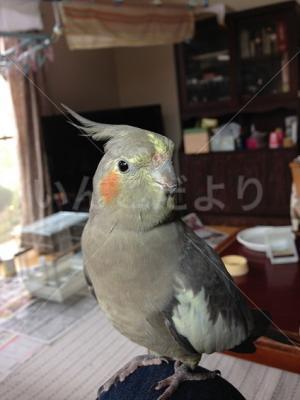 迷い鳥の写真
