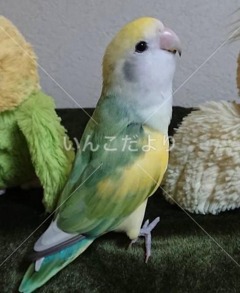 迷い鳥の写真