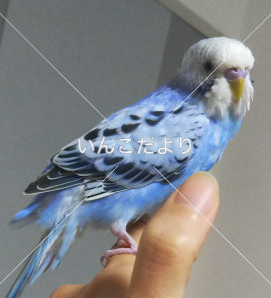 迷い鳥の写真
