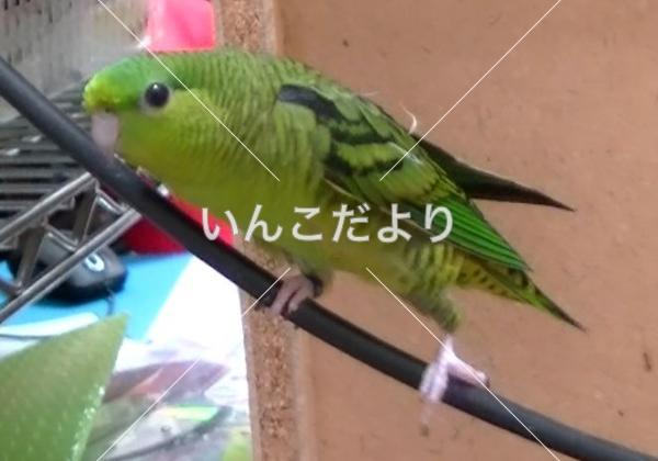 迷い鳥の写真