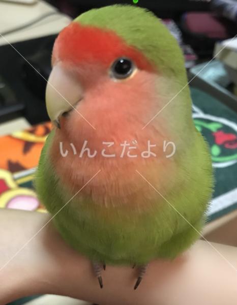 迷い鳥の写真