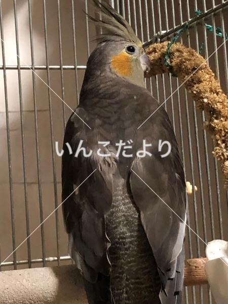 迷い鳥の写真
